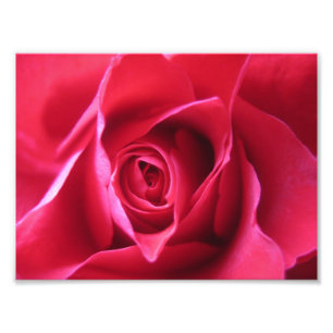 Red Rose Fotodruck