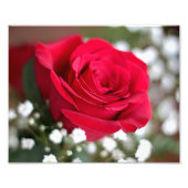 Red Rose Fotodruck (Vorne)