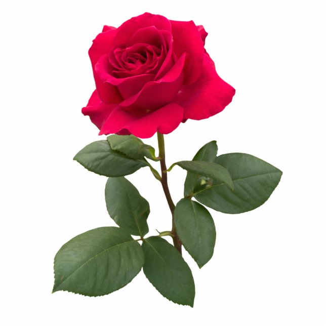 Red Rose Freistehende Fotoskulptur (Vorne)