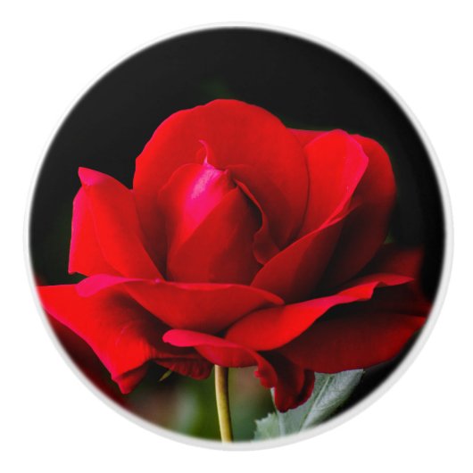 Red Rose Keramikknauf (Vorderseite)