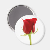 Red Rose Magnet (Vorderseite/Rückseite)