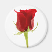 Red Rose Magnet (Vorne)