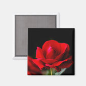Red Rose Magnet (Vorderseite/Rückseite)