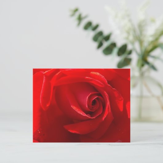 Red Rose Postcard Postkarte (Stehend Vorderseite)