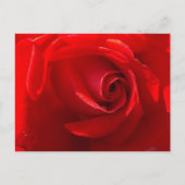 Red Rose Postcard Postkarte (Vorderseite)