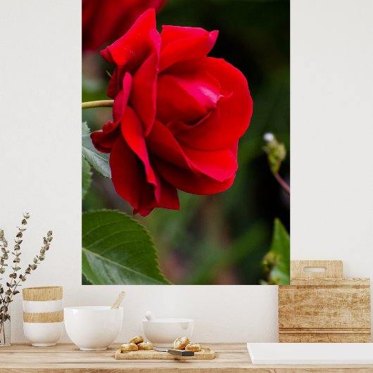 Red Rose Poster (Küche)