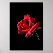 red rose  poster (Vorne)