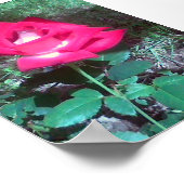 Red Rose Poster (Ecke)