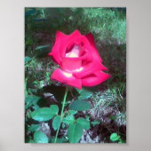 Red Rose Poster (Vorne)