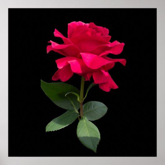 Red Rose Poster (Vorne)