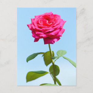 Red Rose Postkarte