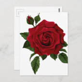 Red Rose Postkarte (Vorne/Hinten)