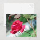 Red Rose Postkarte (Vorne/Hinten)