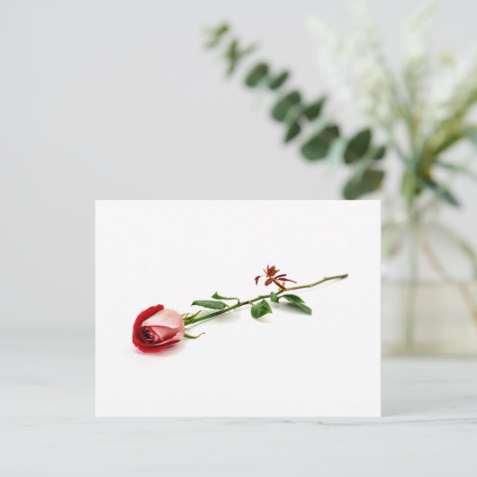 Red Rose Postkarte (Stehend Vorderseite)