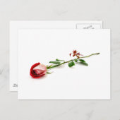 Red Rose Postkarte (Vorne/Hinten)