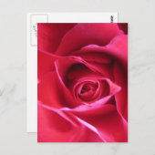 Red Rose Postkarte (Vorne/Hinten)