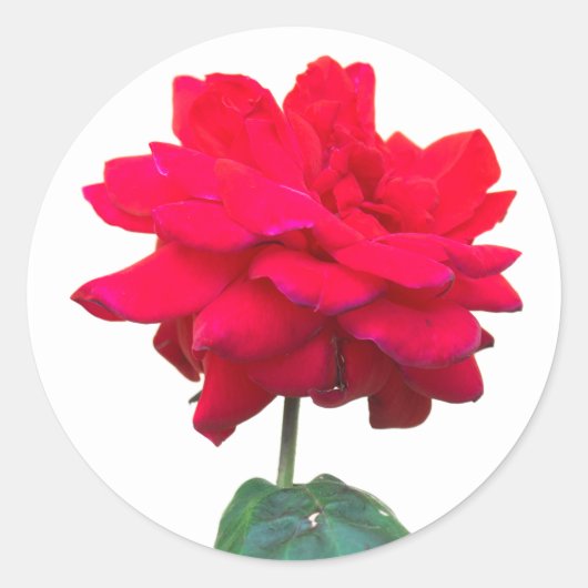 Red Rose Runder Aufkleber (Vorderseite)