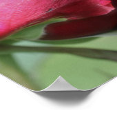 Red Rosenknospe Bending Poster (Ecke)