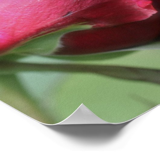 Red Rosenknospe Bending Poster (Ecke)