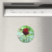 Red Rosenknospe Magnet (In Situ (Geschirrspüler))