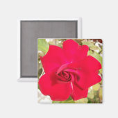 Red Rosy Magnet (Vorderseite/Rückseite)