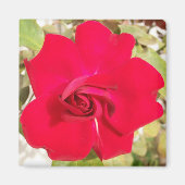 Red Rosy Magnet (Vorne)