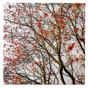 Red rowan fruit or ash berries fliese