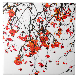 Red rowan fruit or ash berries fliese