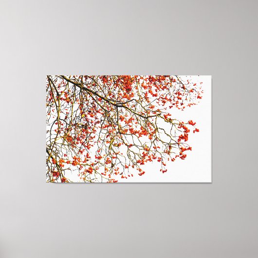 Red rowan fruit or ash berries leinwanddruck (Vorderseite)