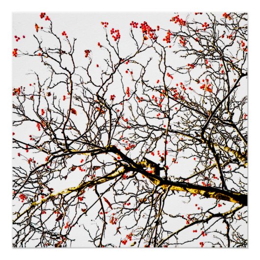 Red rowan fruit or ash berries poster (Vorderseite)