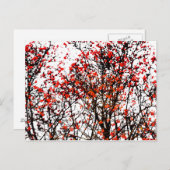 Red rowan fruit or ash berries postkarte (Vorne/Hinten)