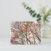 Red rowan fruit or ash berries postkarte (Stehend Vorderseite)