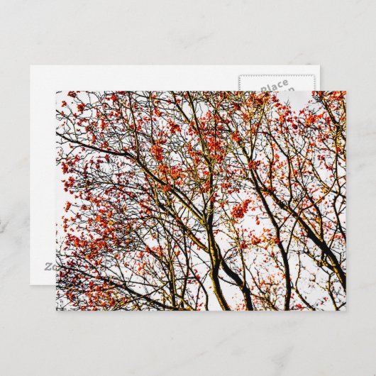 Red rowan fruit or ash berries postkarte (Vorne/Hinten)