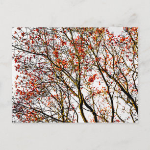 Red rowan fruit or ash berries postkarte