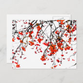Red rowan fruit or ash berries postkarte (Vorne/Hinten)