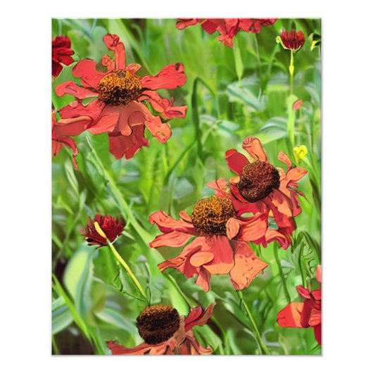 RED RUDBECKIA FLOWERS FOTODRUCK (Vorne)