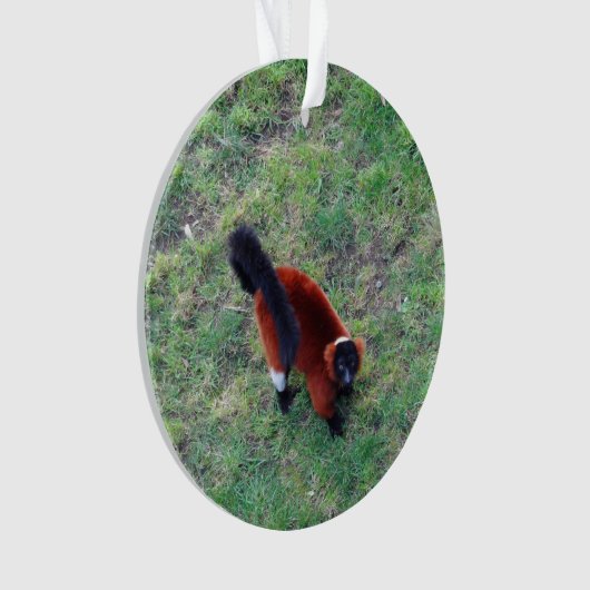 Red Ruffed Lemur #1-1 Ornament (Vorderseite)