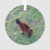 Red Ruffed Lemur #1-1 Ornament (Rückseite)