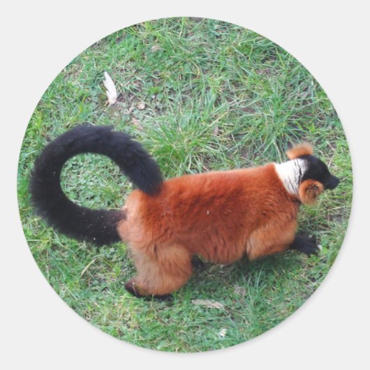Red Ruffed Lemur #2 Stickers (Vorderseite)