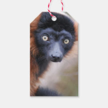 Red Ruffed Lemur