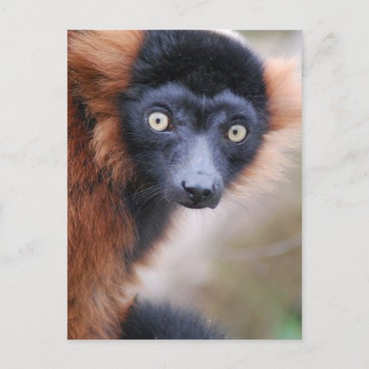 Red Ruffed Lemur Postkarte (Vorderseite)
