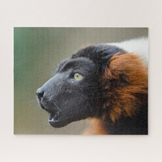 Red Ruffed Lemur. Puzzle (Horizontal)
