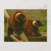 Red Ruffed Lemurs in Woodland Light Postkarte (Vorderseite)