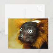 Red Ruffled Lemur Postcard Postkarte (Vorne/Hinten)