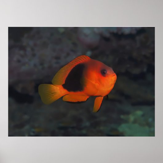 Red Saddleback Anenomefish Poster (Vorne)