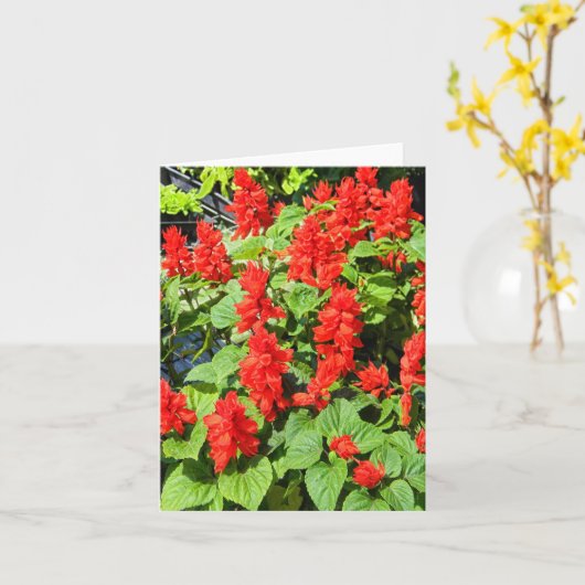 Red Salvia... Karte (Gelbe Blume)