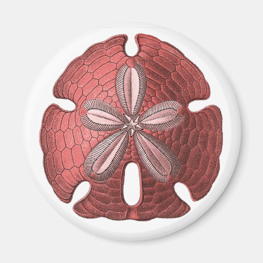 Red Sand Dollar Magnet (Vorne)