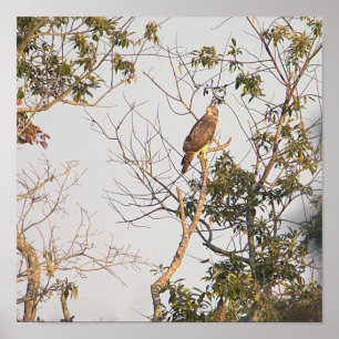 Red-schuldig-Hawk-Foto-Poster Poster