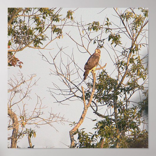 Red-schuldig-Hawk-Foto-Poster Poster (Vorne)