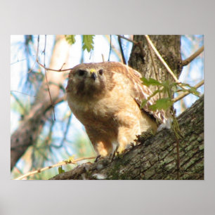 Red-schuldig-Hawk-Poster Poster